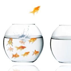 fish jumping out of bowl