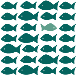 school of fish 